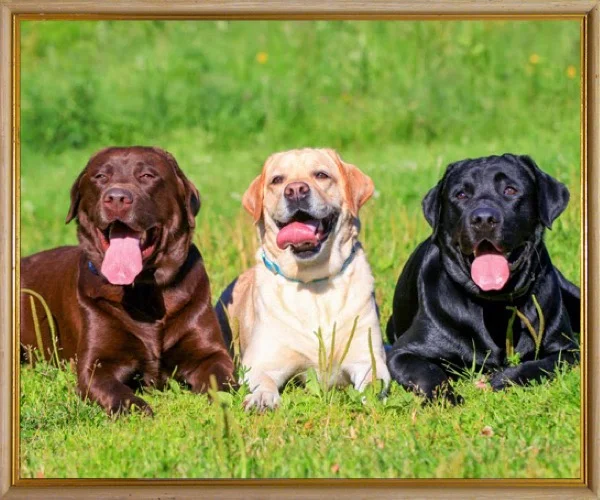 labradores en zaragoza labradores en zaragoza